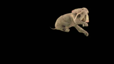 Elephant Dancing 3d rendering animal realistic 库存影片 305702196