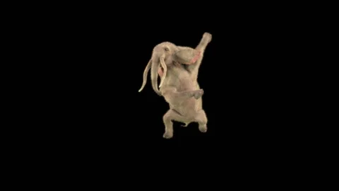 Elephant Dancing 3d rendering animal realistic 库存影片 305972482