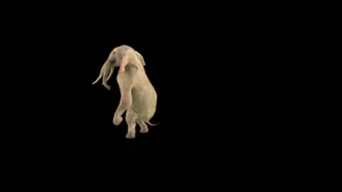 Elephant Dancing 3d rendering animal realistic Stock Footage 306258779