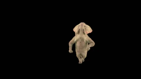 Elephant Dancing 3d rendering animal realistic Stock Footage 306781539