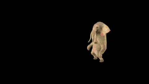 Elephant Dancing 3d rendering animal realistic 库存影片 307221029