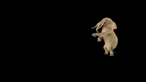Elephant Dancing 3d rendering animal realistic 库存影片 308188191