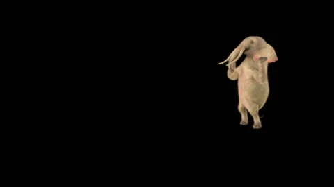 Elephant Dancing 3d rendering animal realistic 库存影片 308392244