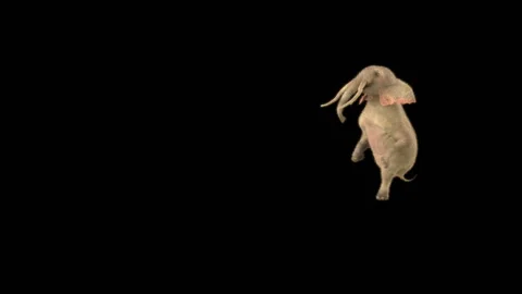 Elephant Dancing 3d rendering animal realistic Stock Footage 310398872