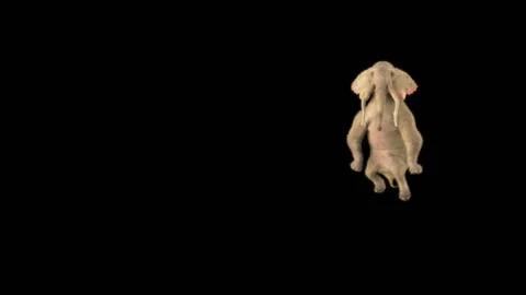 Elephant Dancing 3d rendering animal realistic Stock Footage 310955062