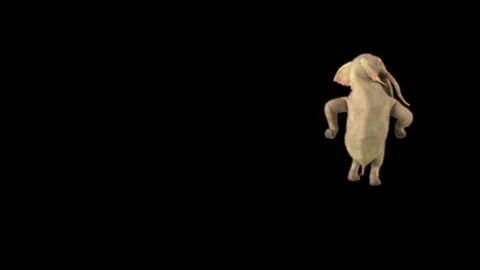 Elephant Dancing 3d rendering animal realistic Stock Footage 311075748
