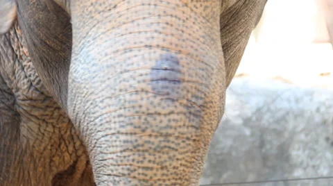 Elephant dancing. Stock Footage 56298813