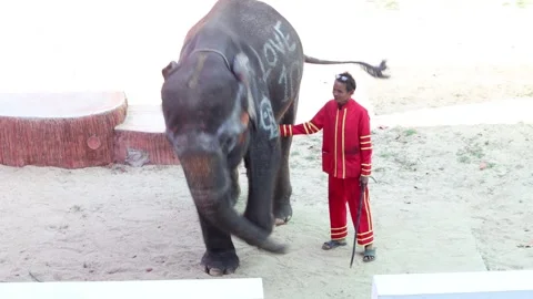 An elephant dancing in front of the viewers in a performance at the zoo Stock Footage 315430260