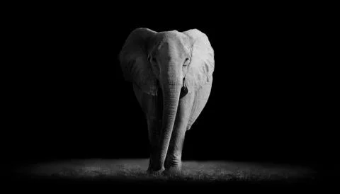 Elephant  with dark background Stock Photos