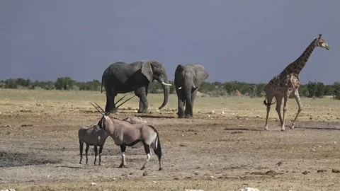 Elephant  De-escalation: smaller steps back, space widens — Part 7 Stock Footage 320790111