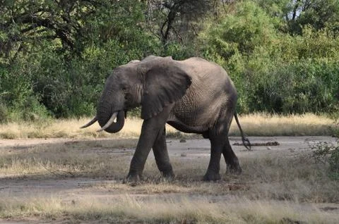 Elephant in de mud. Stock Photos