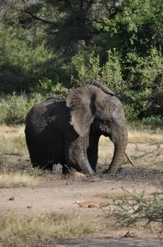 Elephant in de mud. Stock Photos