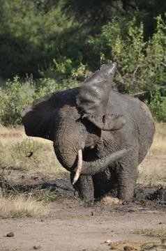 Elephant in de mud. Stock Photos