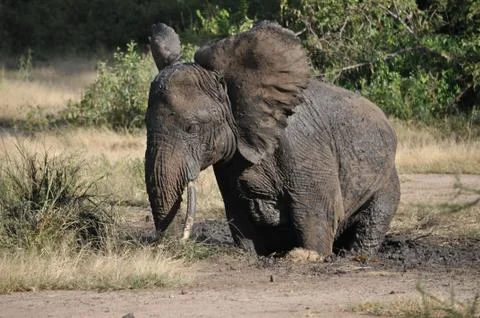 Elephant in de mud. Foto stock