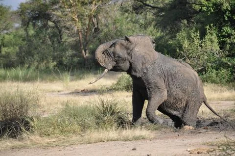 Elephant in de mud. Stock Photos