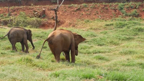 Elephant defecates in an elephant sanctuary Vidéo 235167607