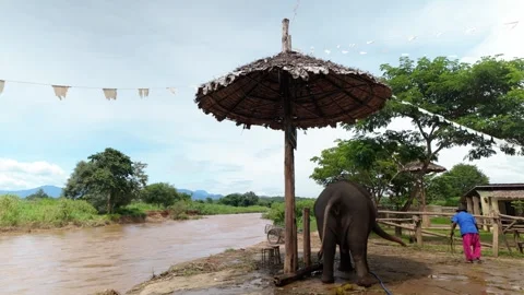 Elephant defecating under rustic shelter beside muddy riverside in Thailand Stock Footage 325008588