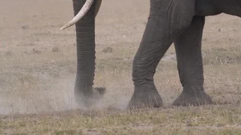 Elephant Digging for Grass During Harsh Dry Season in African Savannah Vidéo 331583660