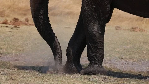 Elephant digging for roots with foot Stock Footage 113963870