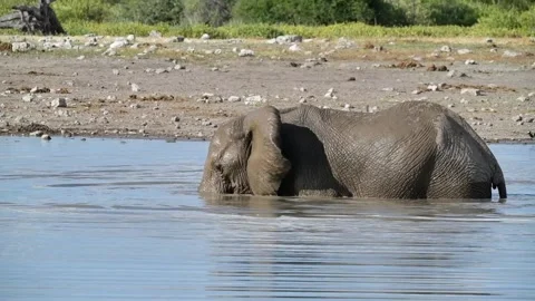 Elephant dips head fully to submerge — Contin.. — Part 6 Vidéo 319960630