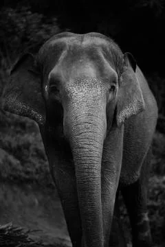 Elephant direct stare into the camera  Stock Photos