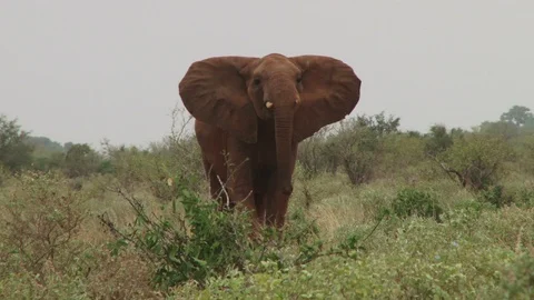 An elephant displaying attack mode with ears open Video stock 95958107