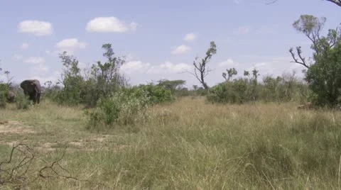 Elephant in the distance Stock Footage 12654904