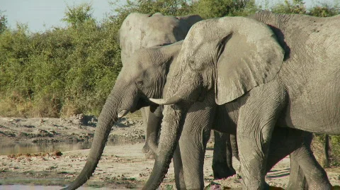 Elephant domination Видео 396662