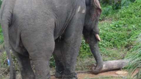 An elephant dragged a tree log in the forest Stock Footage 138973925