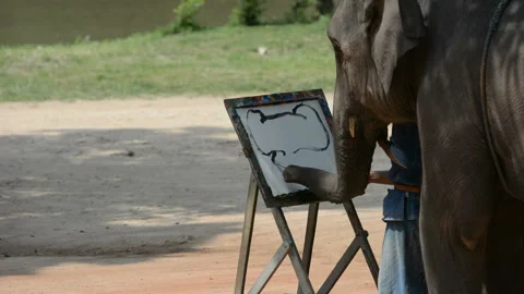Elephant drawing a picture Stock Footage 158659696