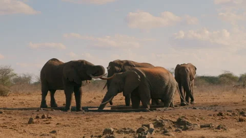 Elephant Drinking and swinging Trunks in Savanna Stock Footage 269093294