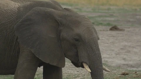 Elephant drinking close up Видео 71360822