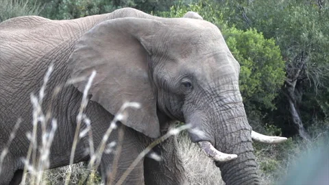Elephant drinking CU Stock Footage 211807618