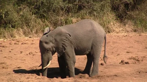 Elephant drinking on dry riverbed Stock Footage 8621882