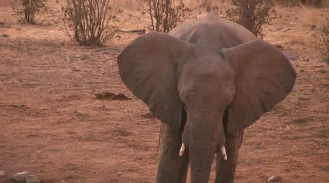 Elephant drinking in the evening Stock Footage 12128018