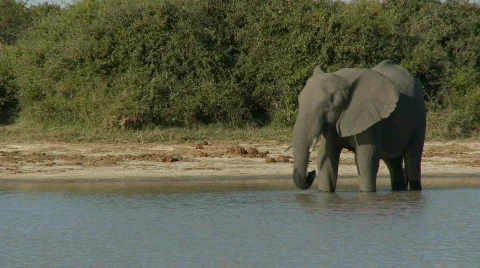 Elephant drinking 库存影片 483721