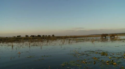 Elephant drinking Видео 485268