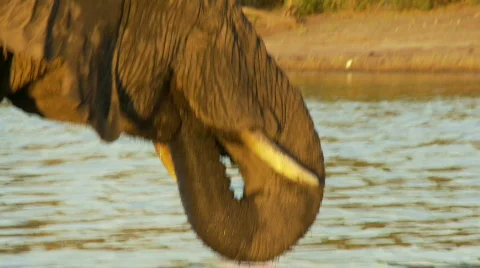 Elephant drinking 库存影片 485585