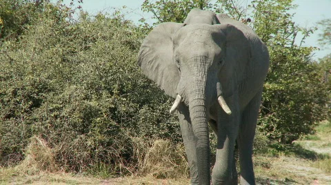 Elephant drinking Видео 485595
