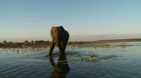 Elephant drinking 库存影片 485882