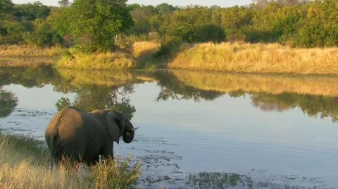 Elephant Drinking Stock Footage 797902