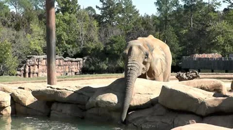 Elephant Drinking Stock Footage 20504717
