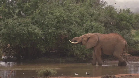 Elephant drinking  Stock Footage 33529037