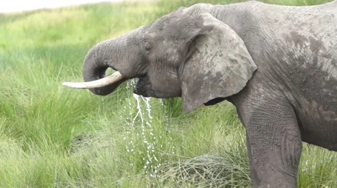 Elephant Drinking 库存影片 51938661