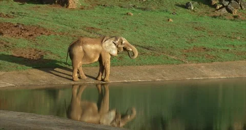 Elephant drinking Stock Footage 280492300