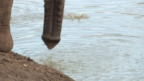 Elephant drinking - HD Vídeo Stock 84293323