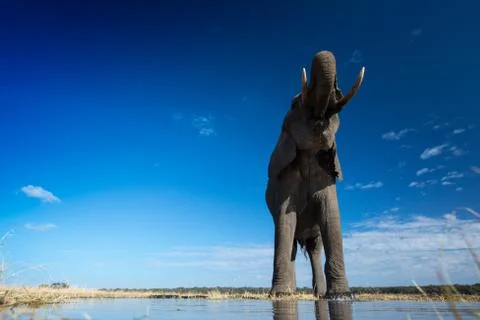 Elephant Drinking Stock Photos