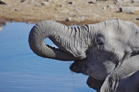 Elephant Drinking Stock Photos