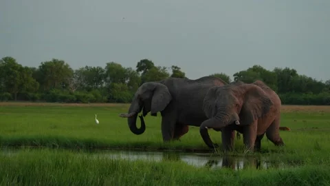 Elephant drinking from river. Elephant herd in the Khwai river, Moremi, Botswana Stock Footage 165028705