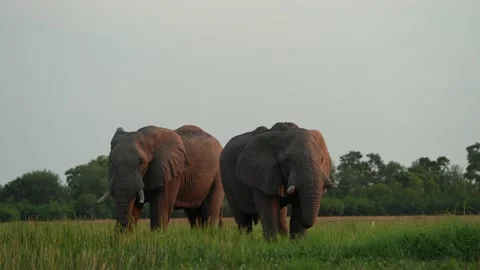 Elephant drinking from river. Elephant herd in the Khwai river, Moremi, Botswana Stock Footage 165028994